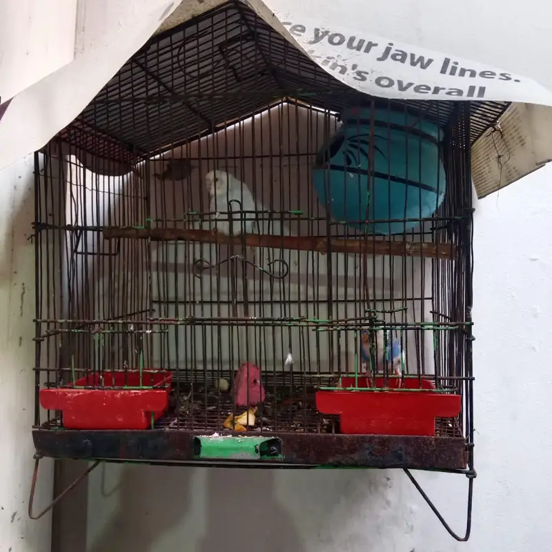 Australian Totay (Budgies) ki khoobsurat jori for sale — photo 3