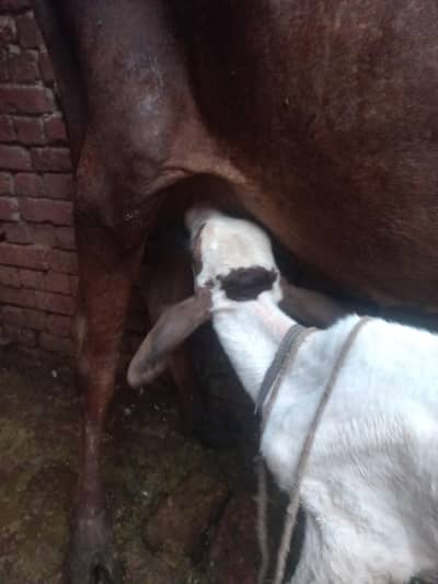 sahiwal cross cow