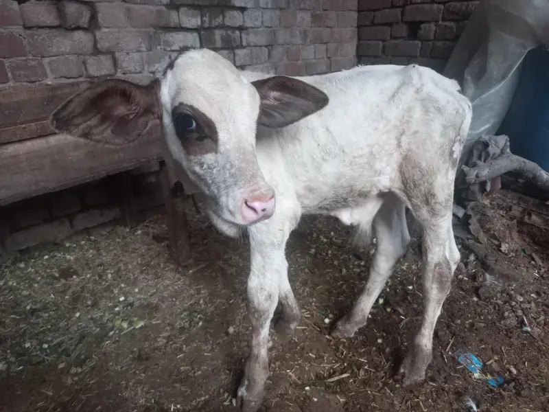 sahiwal cross cow — photo 2