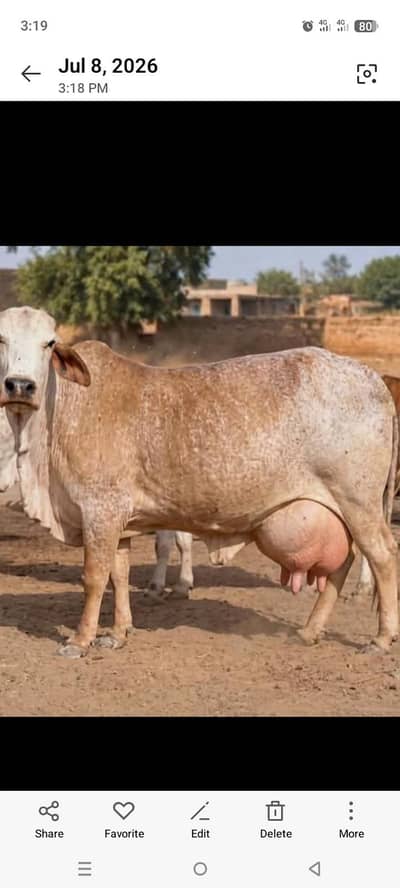 Cow for Sale