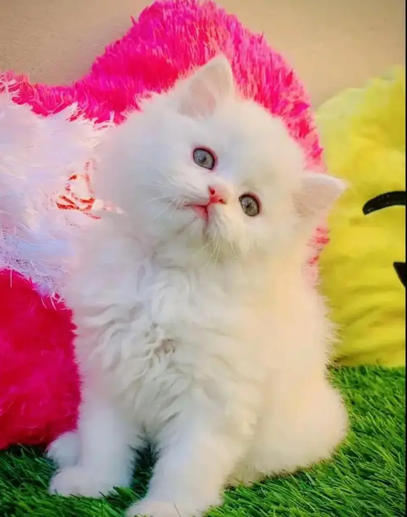 Persian female kitten for sale 0346+4647+379 — photo 2