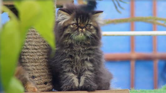 CFA Registered Breeder Male WCF Imported Female and kittens.