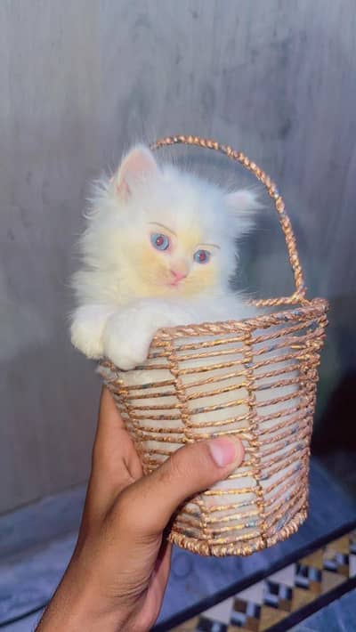 White Persian Female Cat