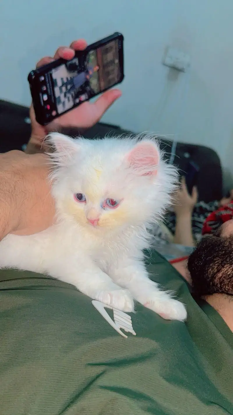 White Persian Female Cat — photo 2