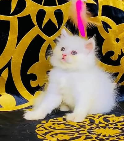 Persian female kitten for sale 0346+4647+379