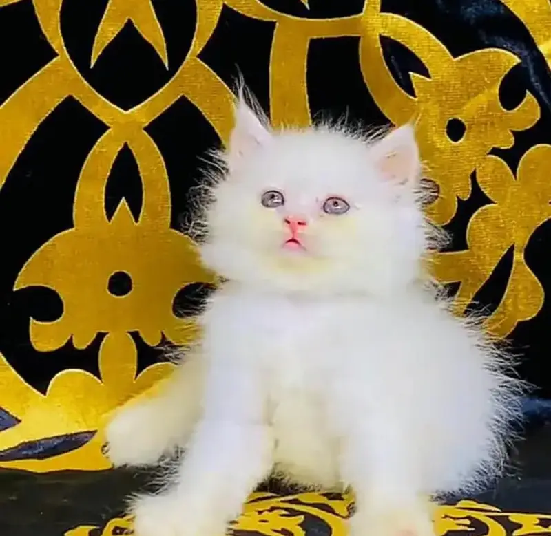 Persian female kitten for sale 0346+4647+379 — photo 2