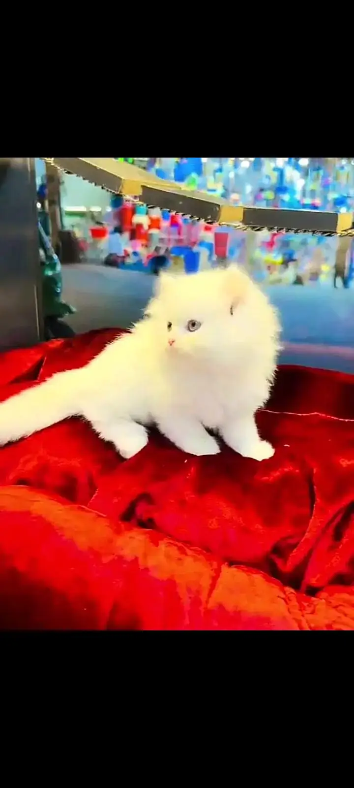 Cash on delivery,2 persian cats,read description before contact — photo 2