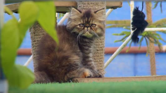 CFA Registered Breeder Male WCF Imported Female and kittens.