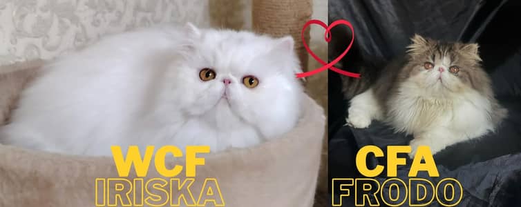 CFA Registered Breeder Male WCF Imported Female and kittens.