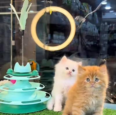 Persian female kitten for sale 0346+4647+379