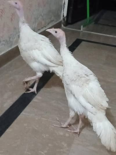 Turkey Birds