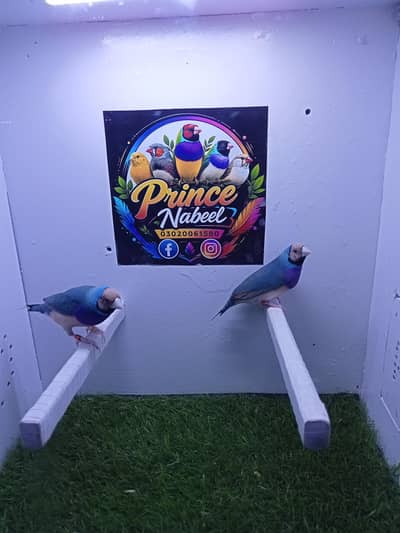 finches