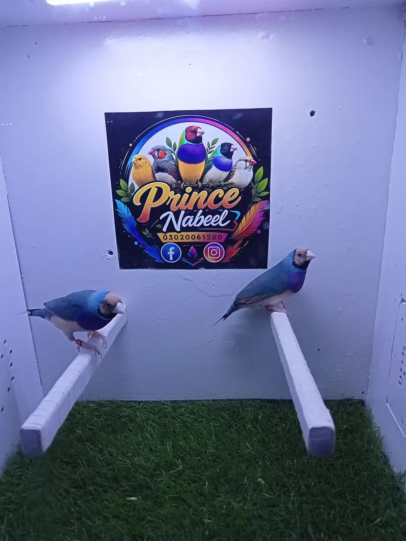 finches