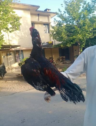 For sale Aseel patha Location Abbtabad