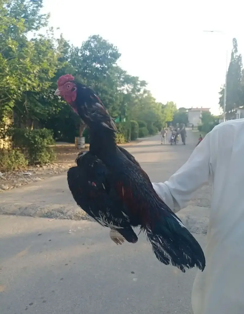 For sale Aseel patha Location Abbtabad — photo 2