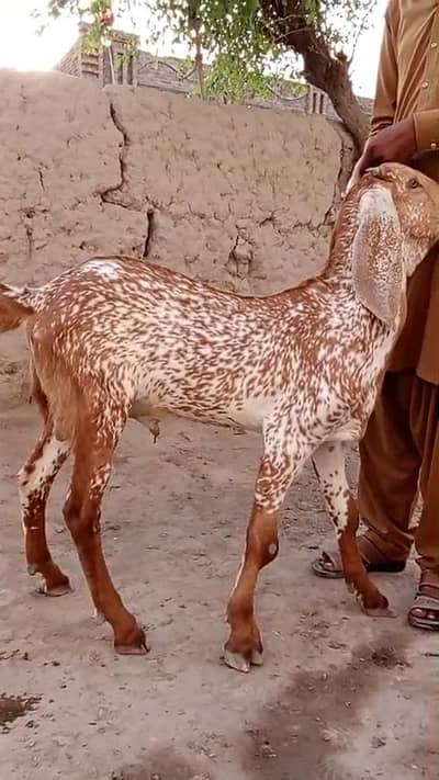 Cute Makhi Chini Goat for Sale | 5–6 Months Old | 03265448901