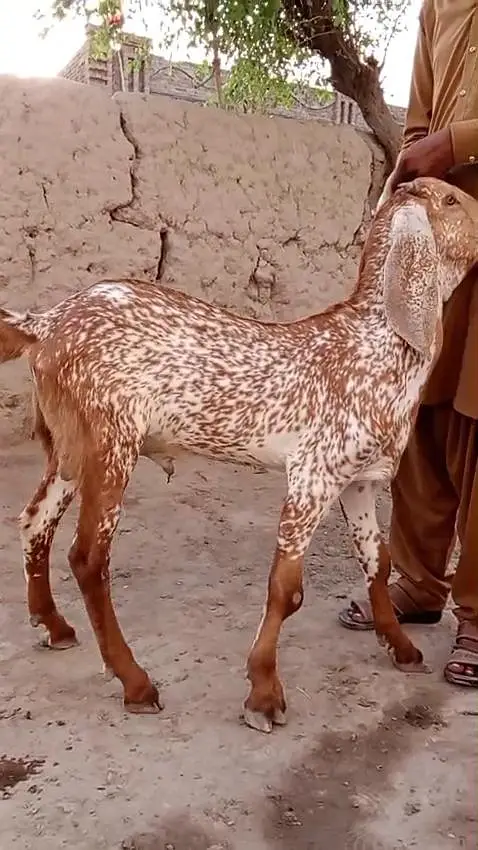 Cute Makhi Chini Goat for Sale | 5–6 Months Old | 03265448901