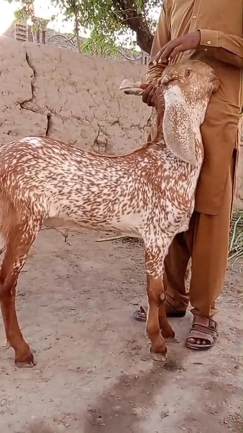 Cute Makhi Chini Goat for Sale | 5–6 Months Old | 03265448901 — photo 2