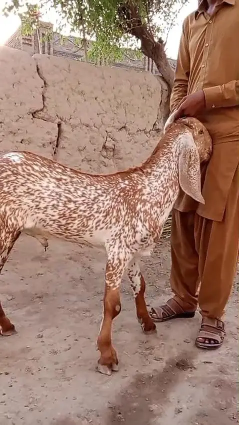 Cute Makhi Chini Goat for Sale | 5–6 Months Old | 03265448901 — photo 3