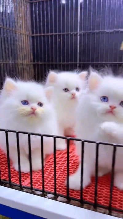 Persian cat for sale male or female my W3248316676 my WhatsApp
