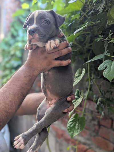 pitbull/American bully/ American pitbull terrier