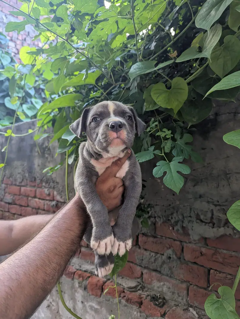 pitbull/American bully/ American pitbull terrier — photo 2