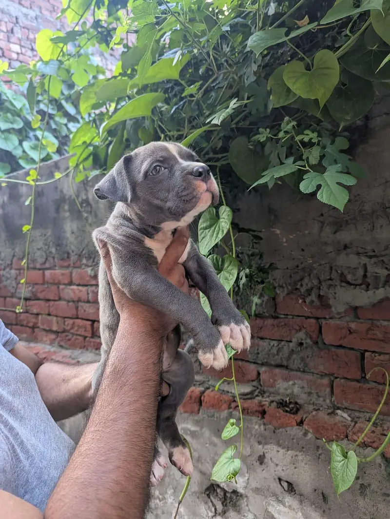 pitbull/American bully/ American pitbull terrier — photo 3