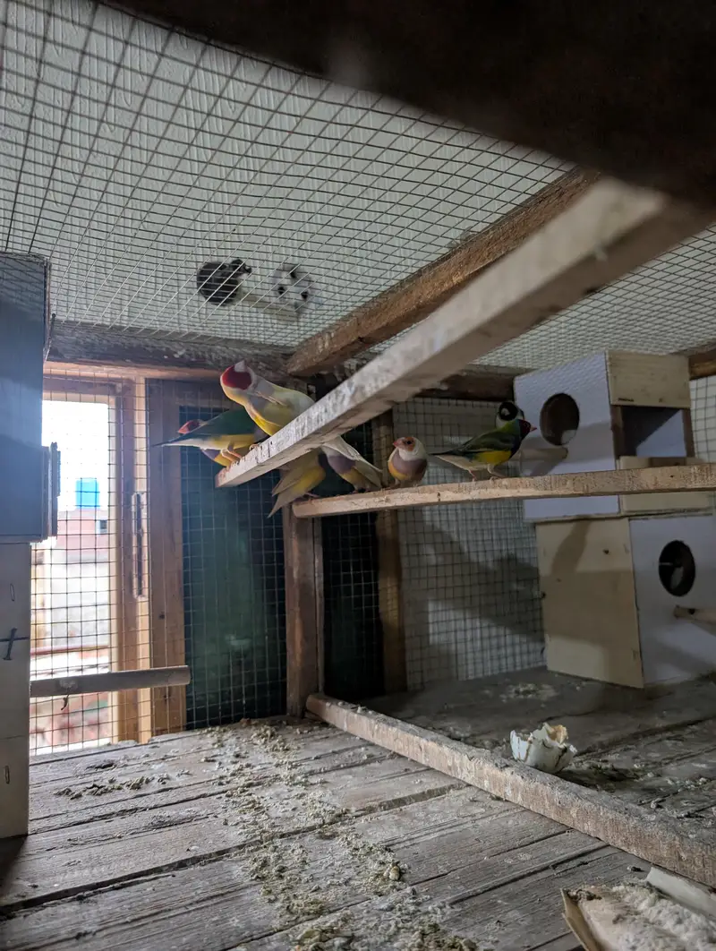 Goldian finches 8 pairs for sale — photo 2