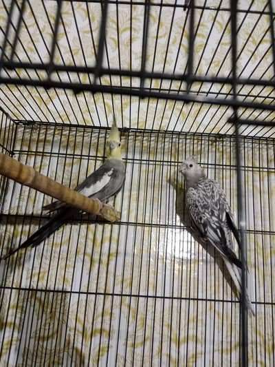 parrot for sale full heat par box cage Sath exchange possible wtsp