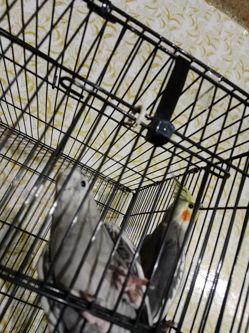 parrot for sale full heat par box cage Sath exchange possible wtsp — photo 3