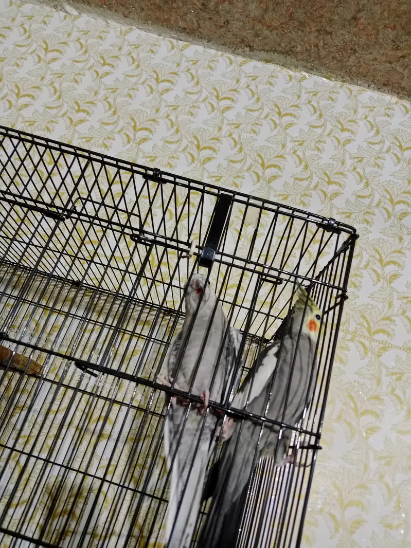 parrot for sale full heat par box cage Sath exchange possible wtsp — photo 4