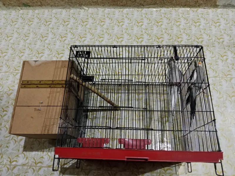parrot for sale full heat par box cage Sath exchange possible wtsp — photo 5