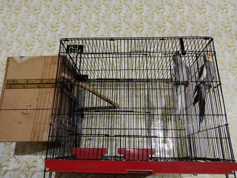 parrot for sale full heat par box cage Sath exchange possible wtsp — photo 6