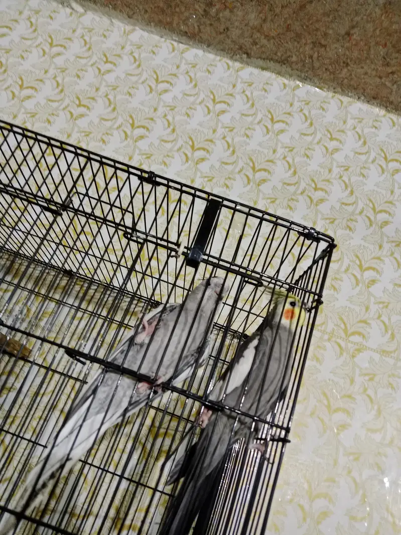 parrot for sale full heat par box cage Sath exchange possible wtsp — photo 7