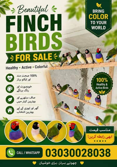 Gouldian finches for sale location jauharabad