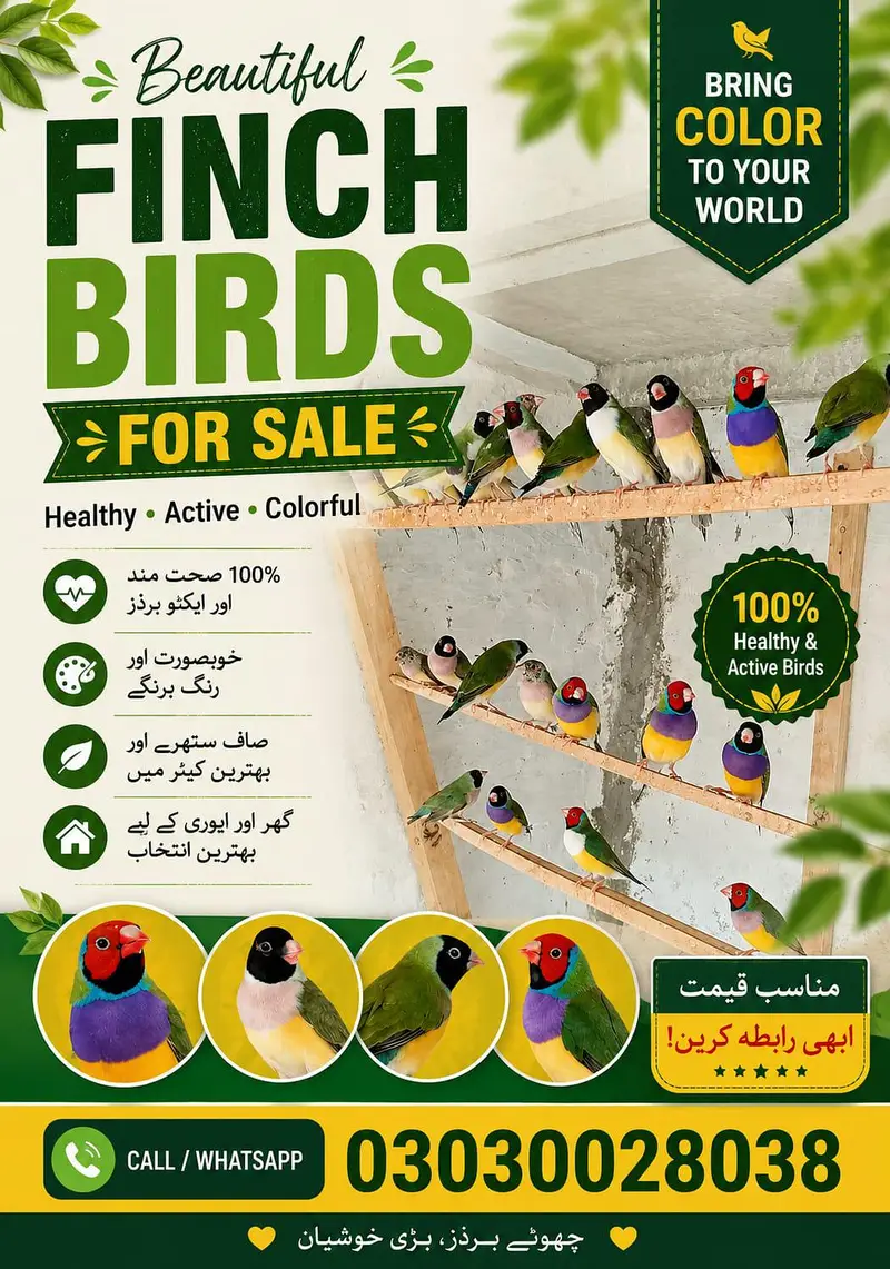 Gouldian finches for sale location jauharabad