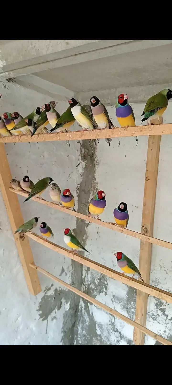 Gouldian finches for sale location jauharabad — photo 2