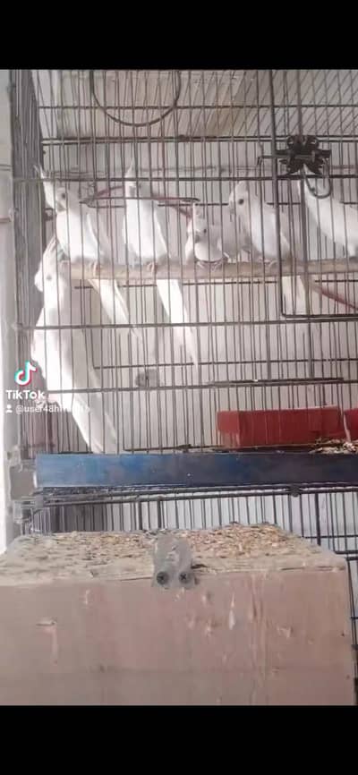 Selling 10 Pair of Breeder Cocktail