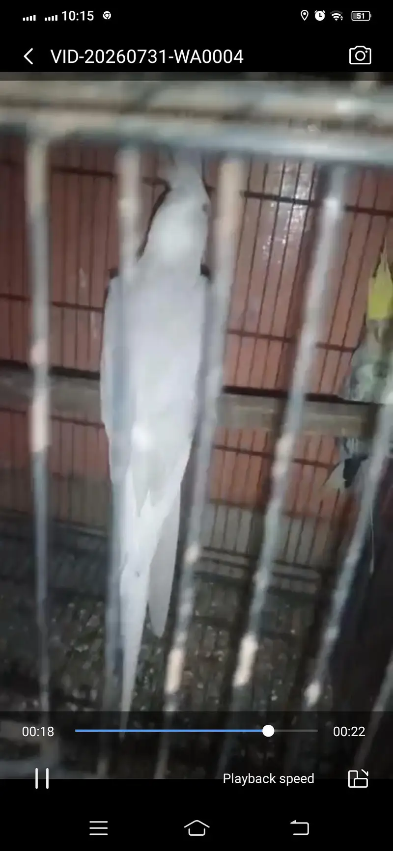 Selling 10 Pair of Breeder Cocktail — photo 2