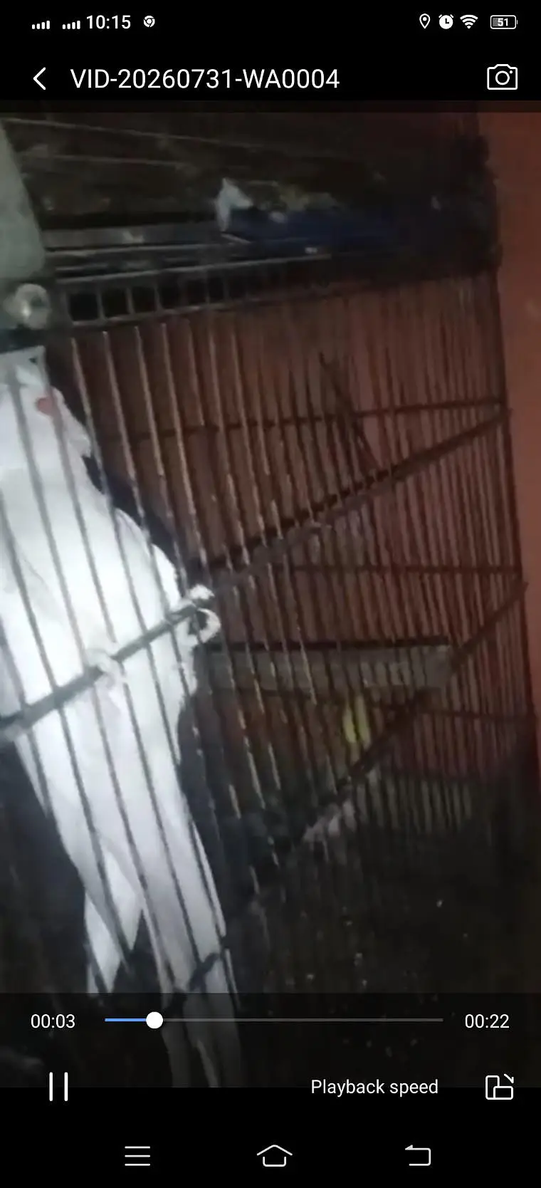 Selling 10 Pair of Breeder Cocktail — photo 3