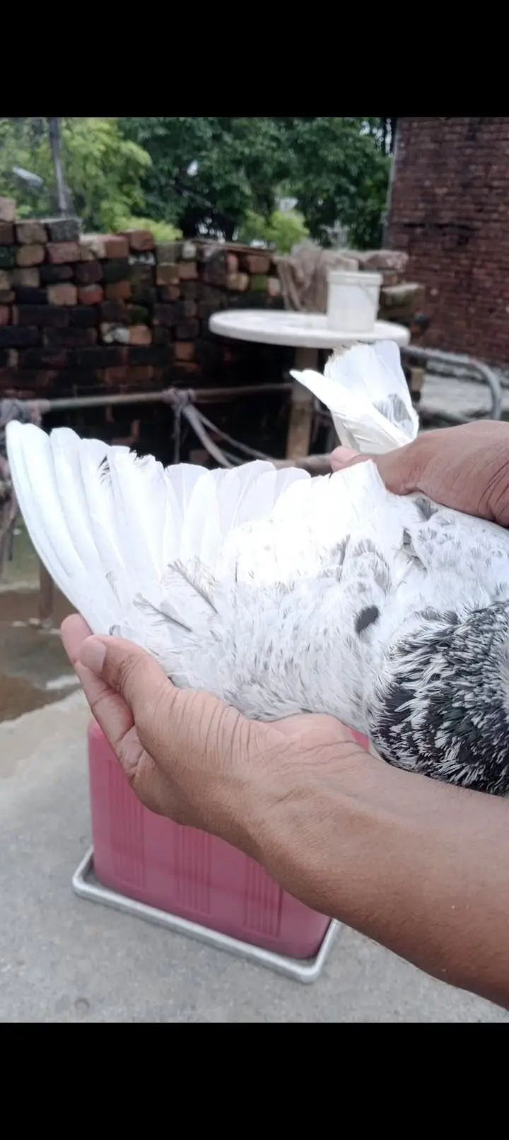 coha chat Wala male old blood — photo 2