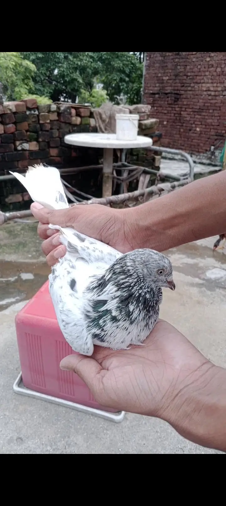 coha chat Wala male old blood — photo 3