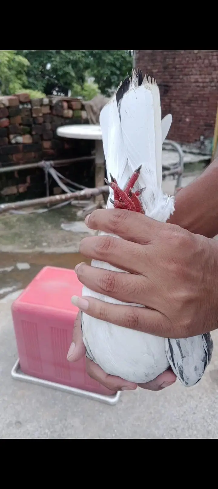 coha chat Wala male old blood — photo 4
