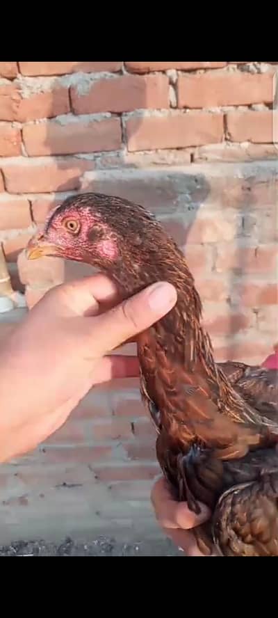 aseel hen bemi nasal