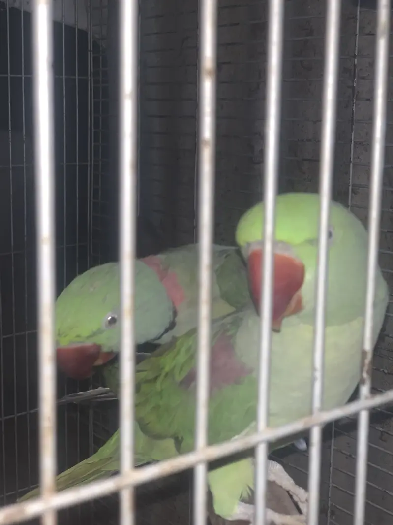 Kashmiri raw Jambo size breeding pair — photo 4