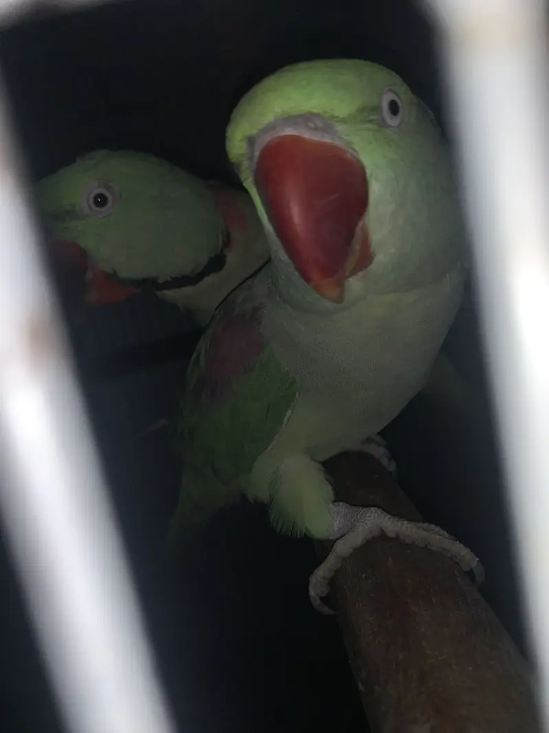 Kashmiri raw Jambo size breeding pair — photo 5