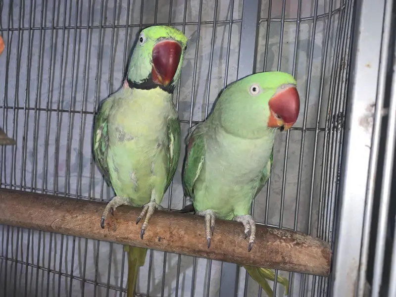 Kashmiri raw Jambo size breeding pair — photo 10
