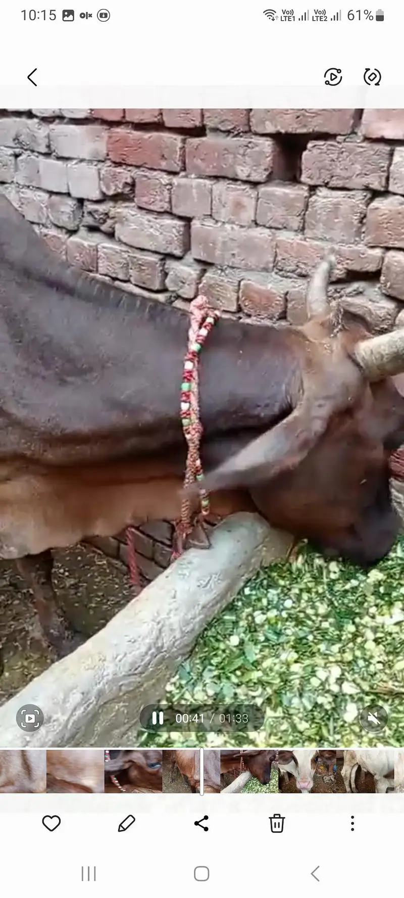 sahiwal cross cow — photo 3