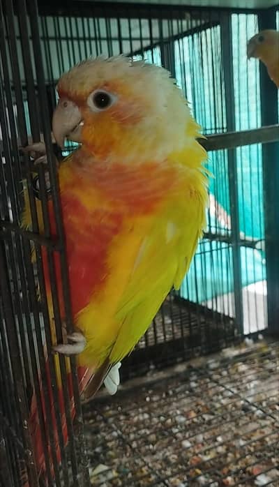 High Red Suncheek breeder fertile pair for sale