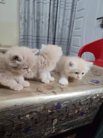 Persion cats